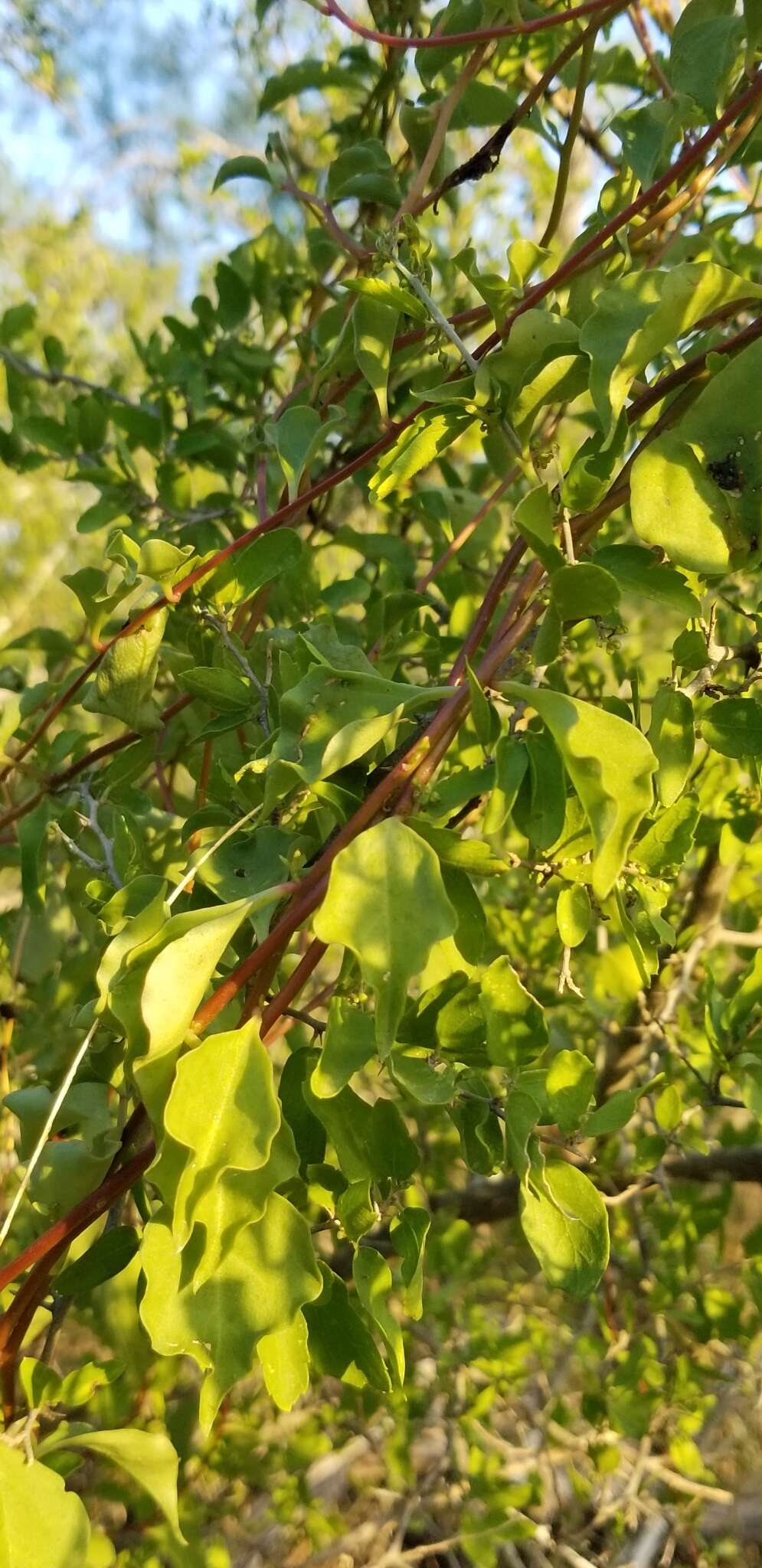 Image de Anredera vesicaria (Lam.) Gaertn. fil.