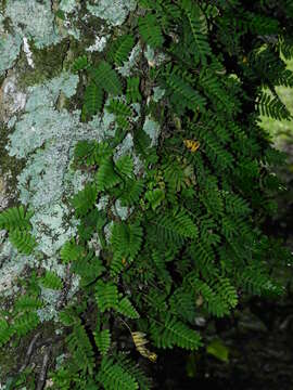 Pleopeltis minima (Bory) J. Prado & R. Y. Hirai的圖片