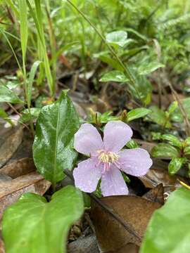 Image of Melastoma dodecandrum Lour.