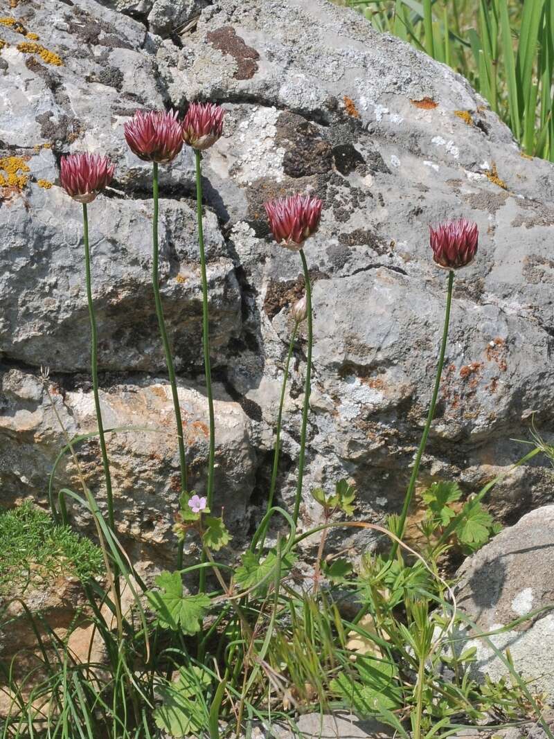Image of Allium inconspicuum Vved.