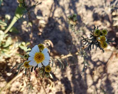 Image of Sonoran pricklyleaf