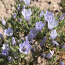 Image of Nolana rhombifolia Marticorena & Quezada