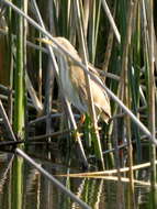 Image of Stripe-backed Bittern