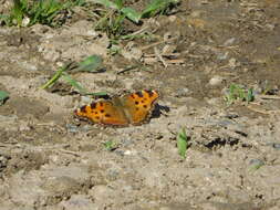 Nymphalis polychloros Linnaeus 1758 resmi