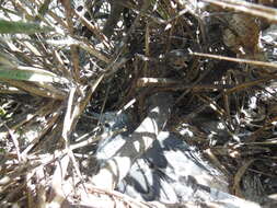 Image of Gray-backed Tern