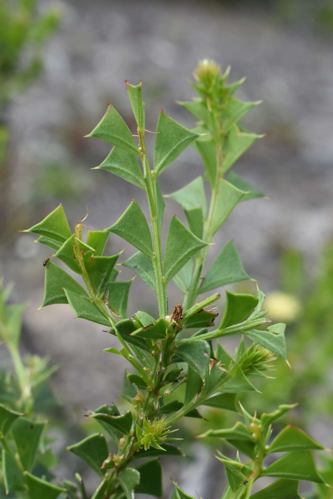 Acacia littorea Maslin的圖片