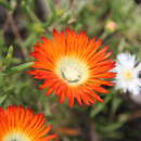 Image of Drosanthemum pulchrum L. Bol.