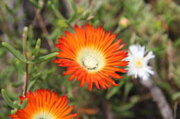 Imagem de Drosanthemum pulchrum L. Bol.