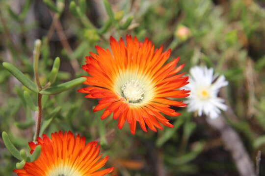 Image of Drosanthemum pulchrum L. Bol.