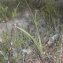 Image of Schoenocaulon caricifolium (Schltdl.) A. Gray