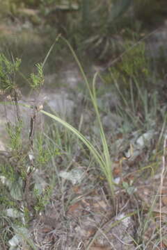 Sivun Schoenocaulon caricifolium (Schltdl.) A. Gray kuva