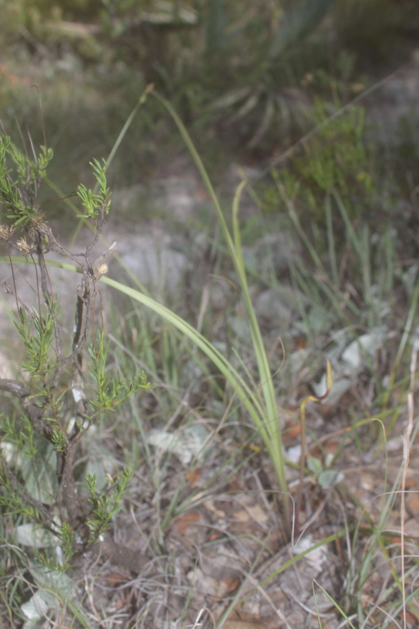 Image of Schoenocaulon caricifolium (Schltdl.) A. Gray