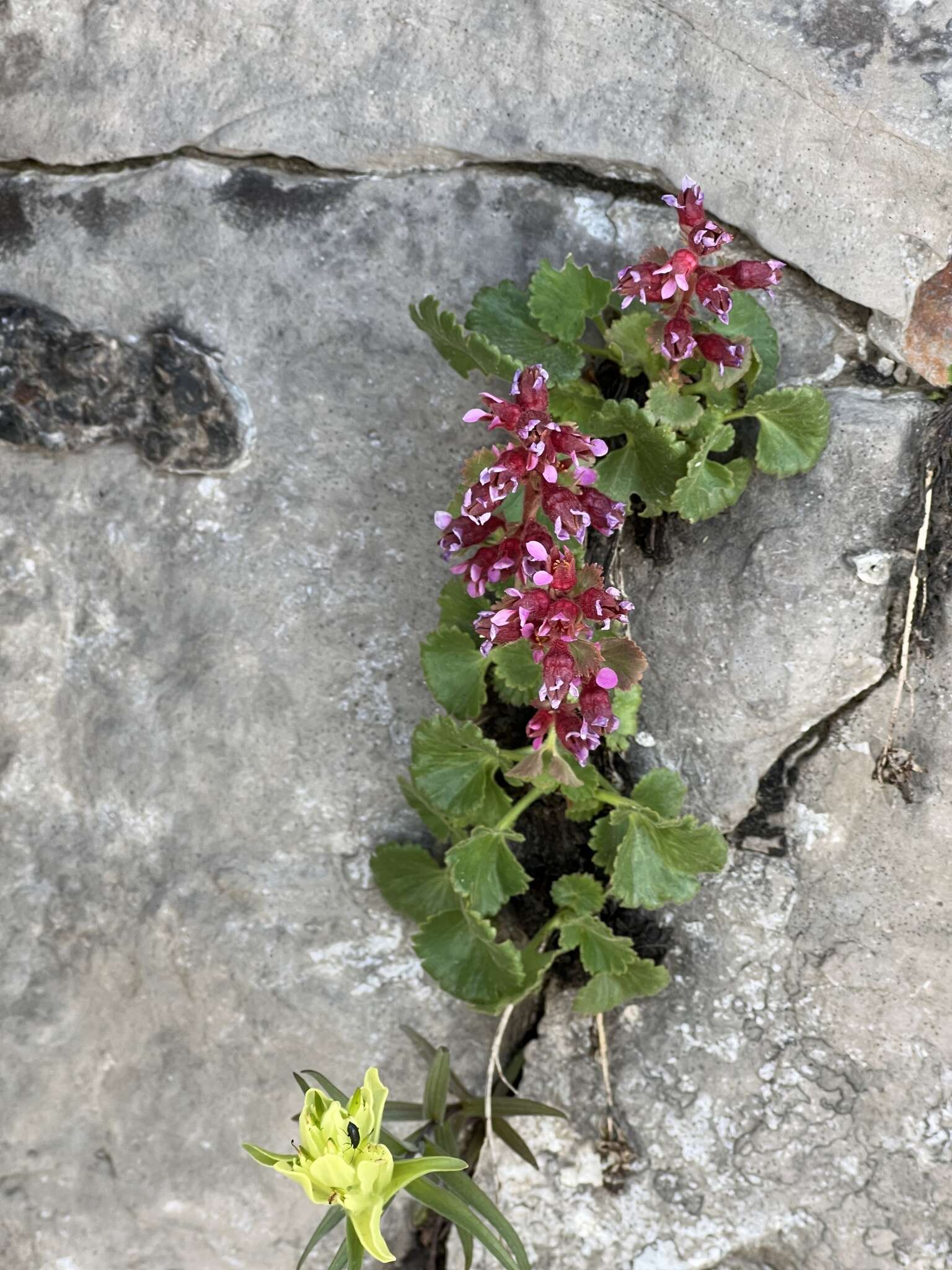 Sivun Boykinia heucheriformis (Rydb.) Rosend. kuva