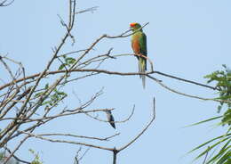 Image of Golden-capped Conure