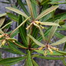 صورة Pittosporum deplanchei Brongn. & Gris