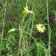 Image of Slender Scratchdaisy