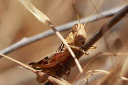 Image of Oedaleonotus tenuipennis (Scudder & S. H. 1897)