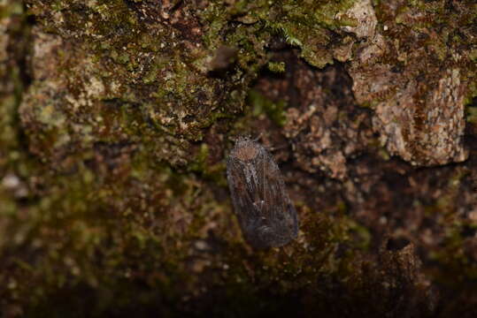 Image of Cixidia (Epiptera) variegata (Van Duzee 1908)