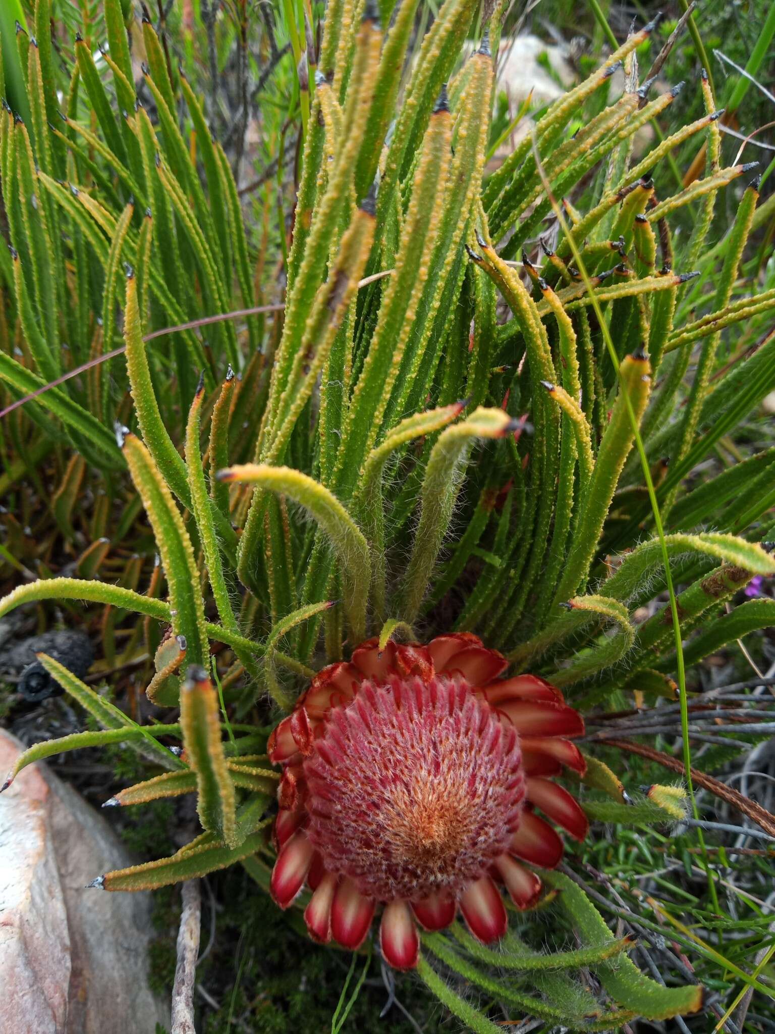 Image de Protea denticulata Rourke