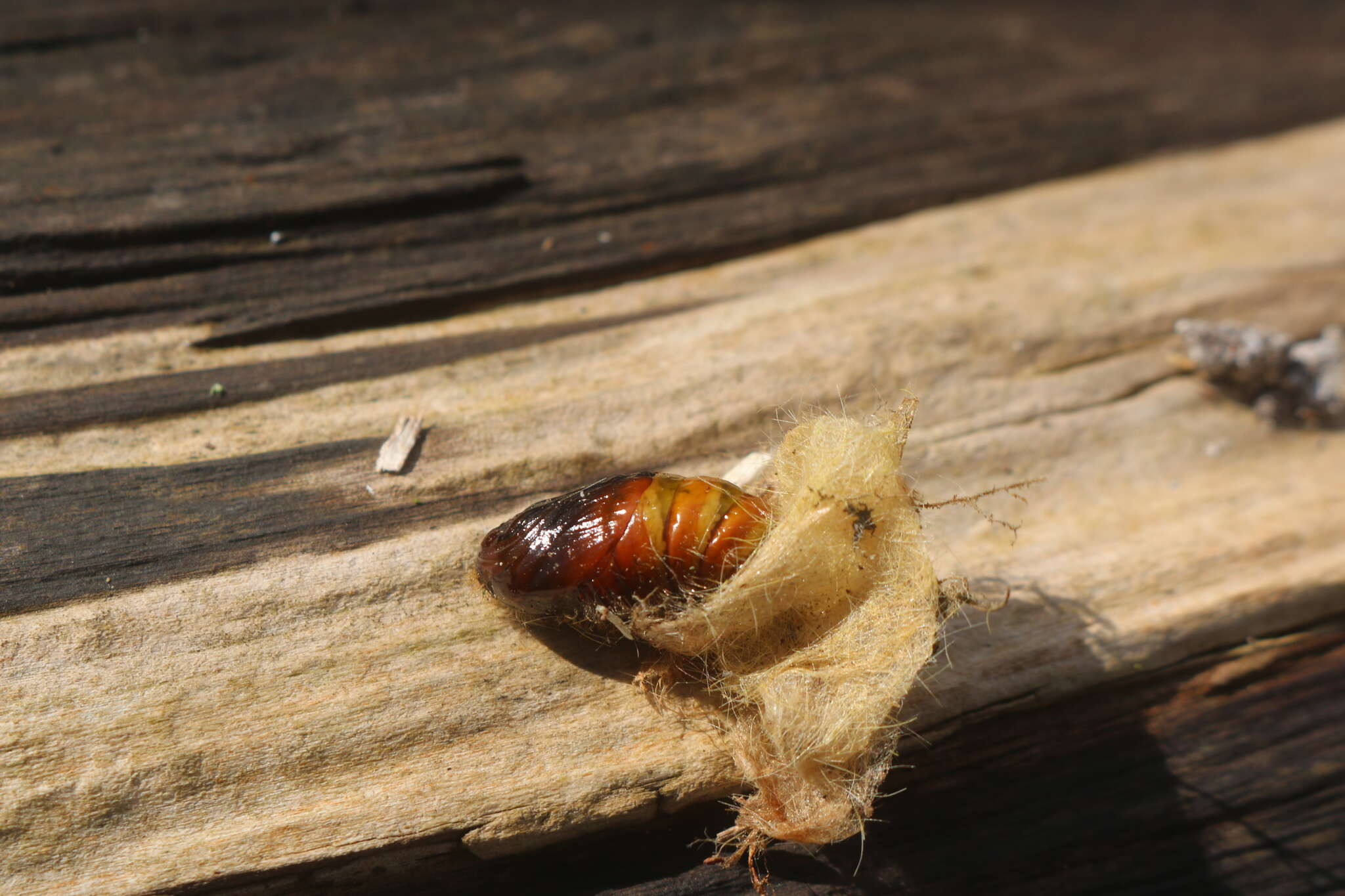 Слика од Calliteara pudibunda Linnaeus 1758