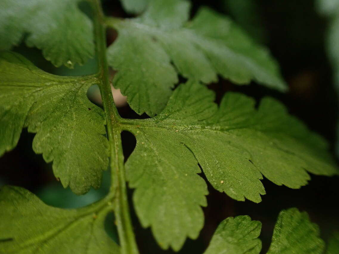 Image of Athyrium anisopterum Christ