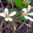 Image of Pelargonium fumariifolium Knuth