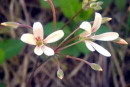 Image of Pelargonium fumariifolium Knuth