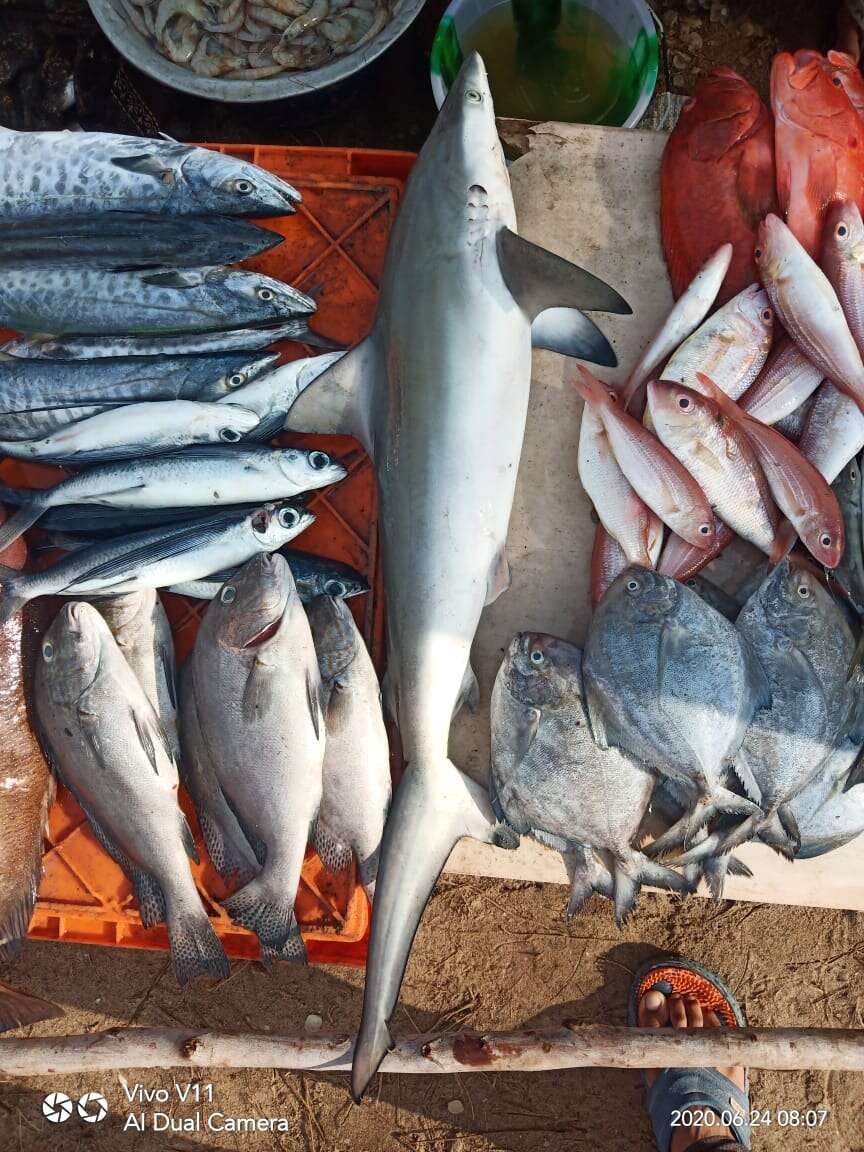 Image of Spottail Shark