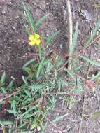 صورة Ludwigia erecta (L.) Hara