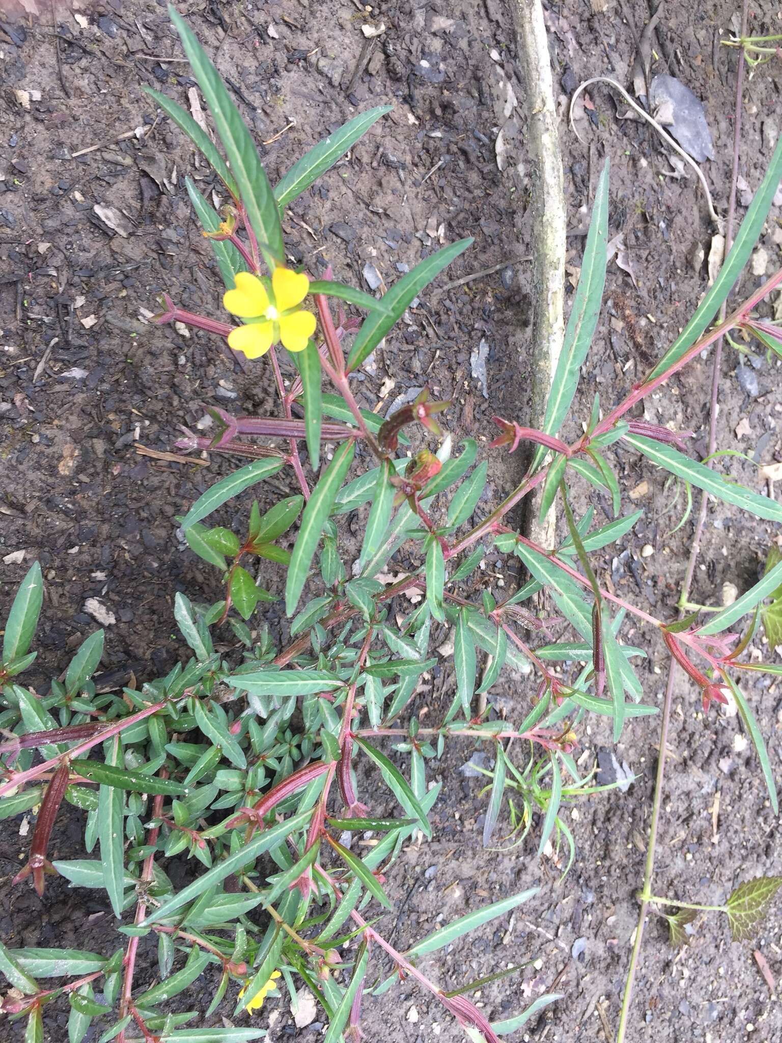 صورة Ludwigia erecta (L.) Hara