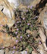 Sivun Clinopodium alpinum subsp. meridionale (Nyman) Govaerts kuva