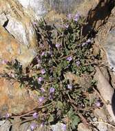 Image of Clinopodium alpinum subsp. meridionale (Nyman) Govaerts