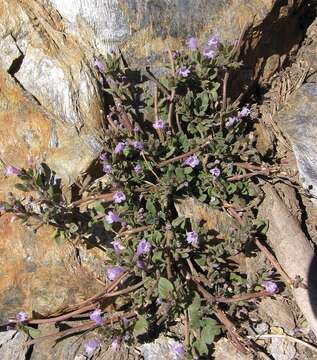 صورة Clinopodium alpinum subsp. meridionale (Nyman) Govaerts