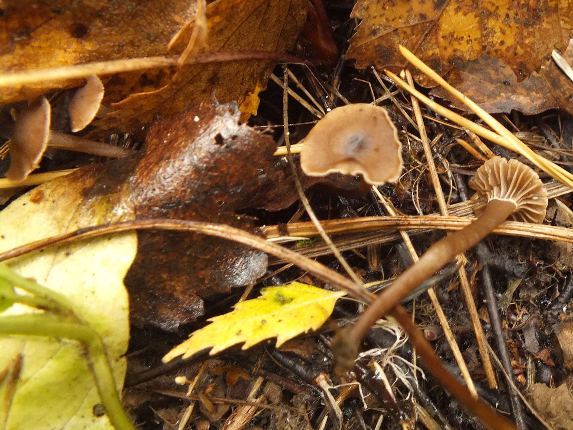 Hodophilus foetens (W. Phillips) Birkebak & Adamčík 2016 resmi