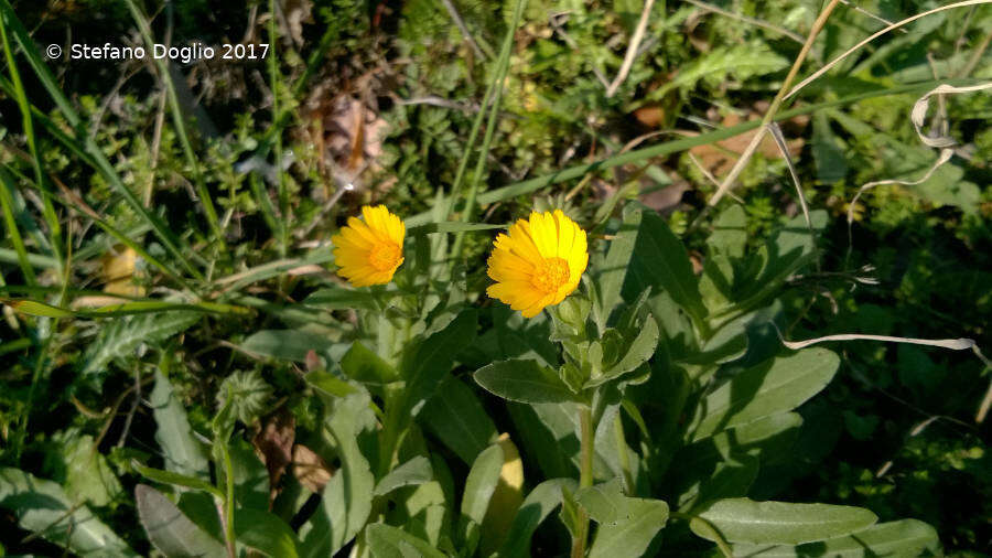 Image of field marigold