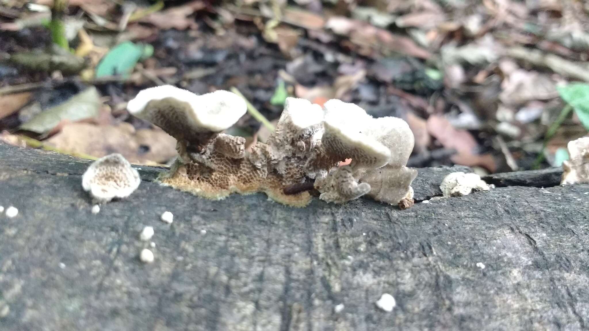 Image of Trametes villosa (Sw.) Kreisel 1971