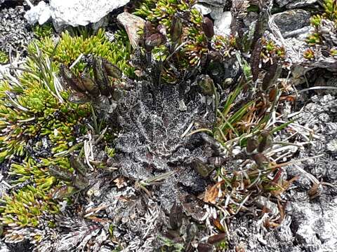 Image of Pachycladon novae-zelandiae (Hook. fil.) Hook. fil.