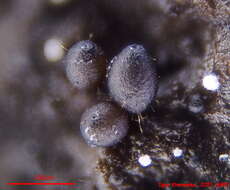 Image of Podospora appendiculata (Auersw. ex Niessl) Niessl 1883