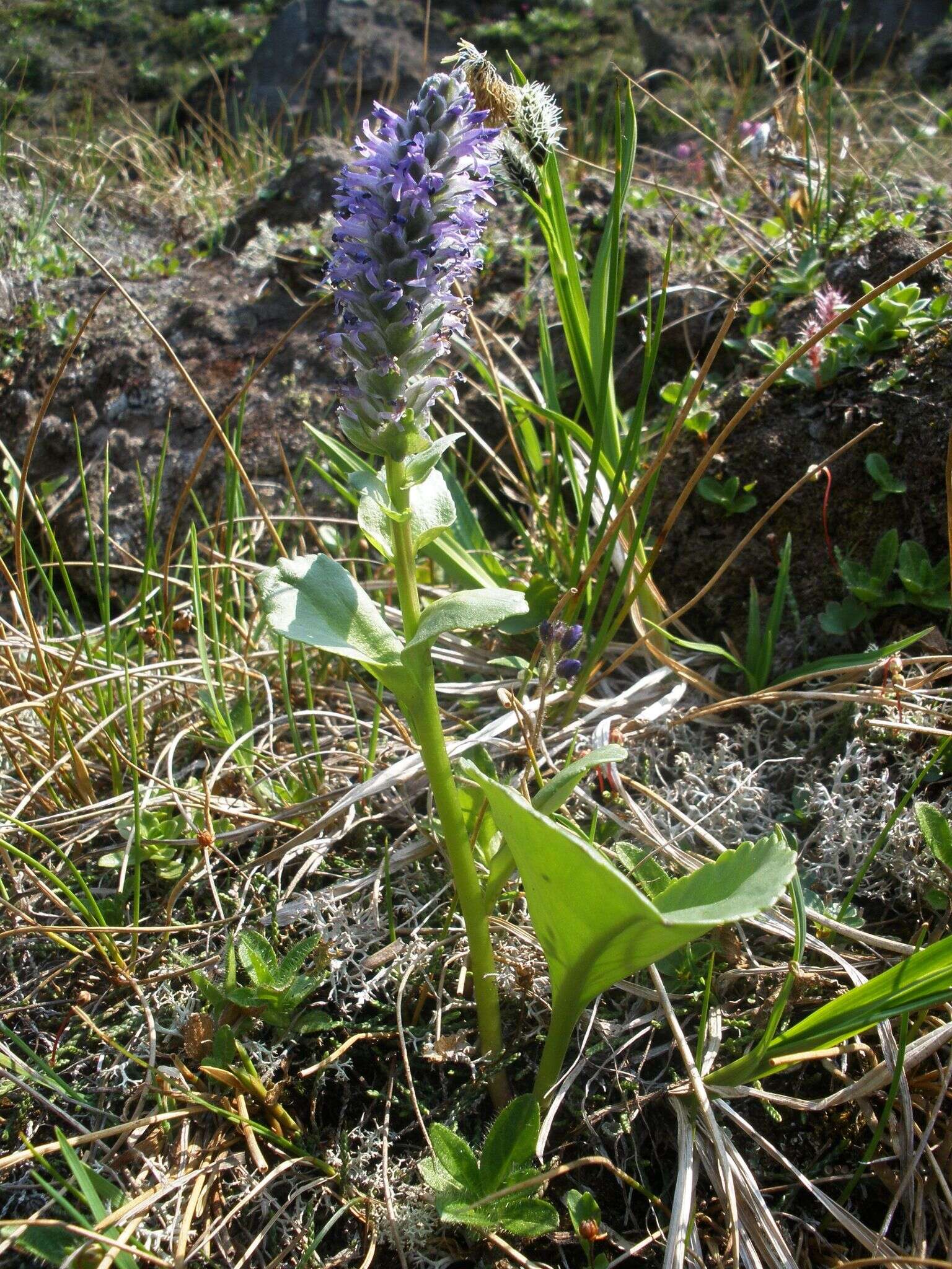 Imagem de Lagotis glauca J. Gaertn.