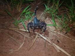 Pandinoides cavimanus (Pocock 1888)的圖片