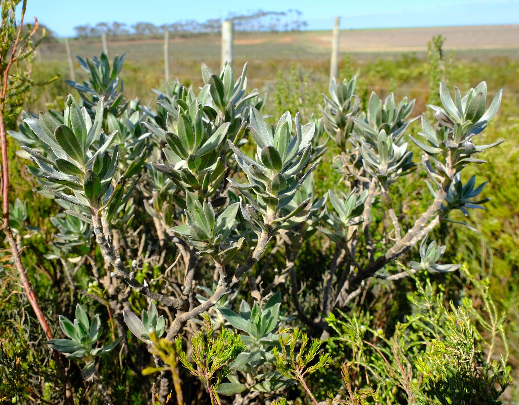 صورة Lobostemon curvifolius Buek