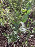 Image of Watson's penstemon