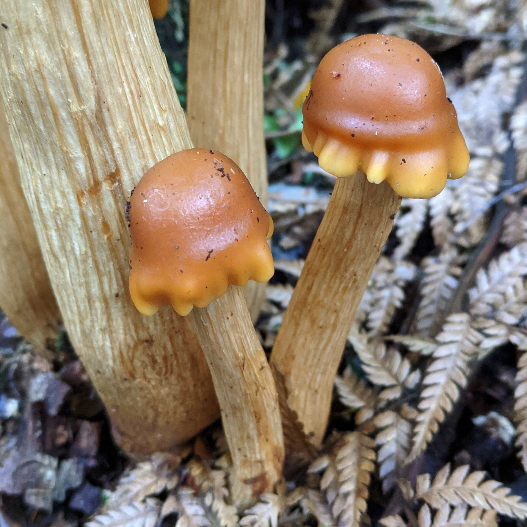 Pholiota malicola (Kauffman) A. H. Sm. 1934 resmi