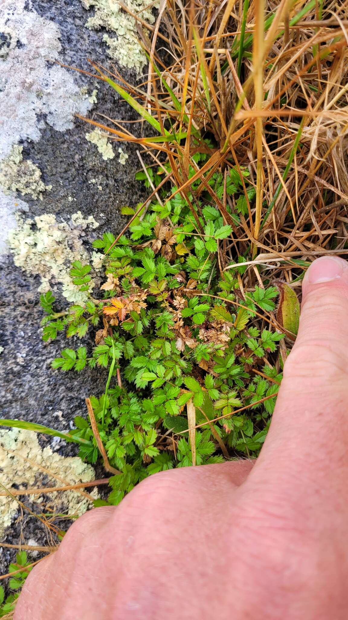 Image of Acaena microphylla subsp. obscurascens Bitter