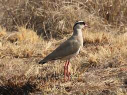 Image of Vanellus coronatus coronatus (Boddaert 1783)