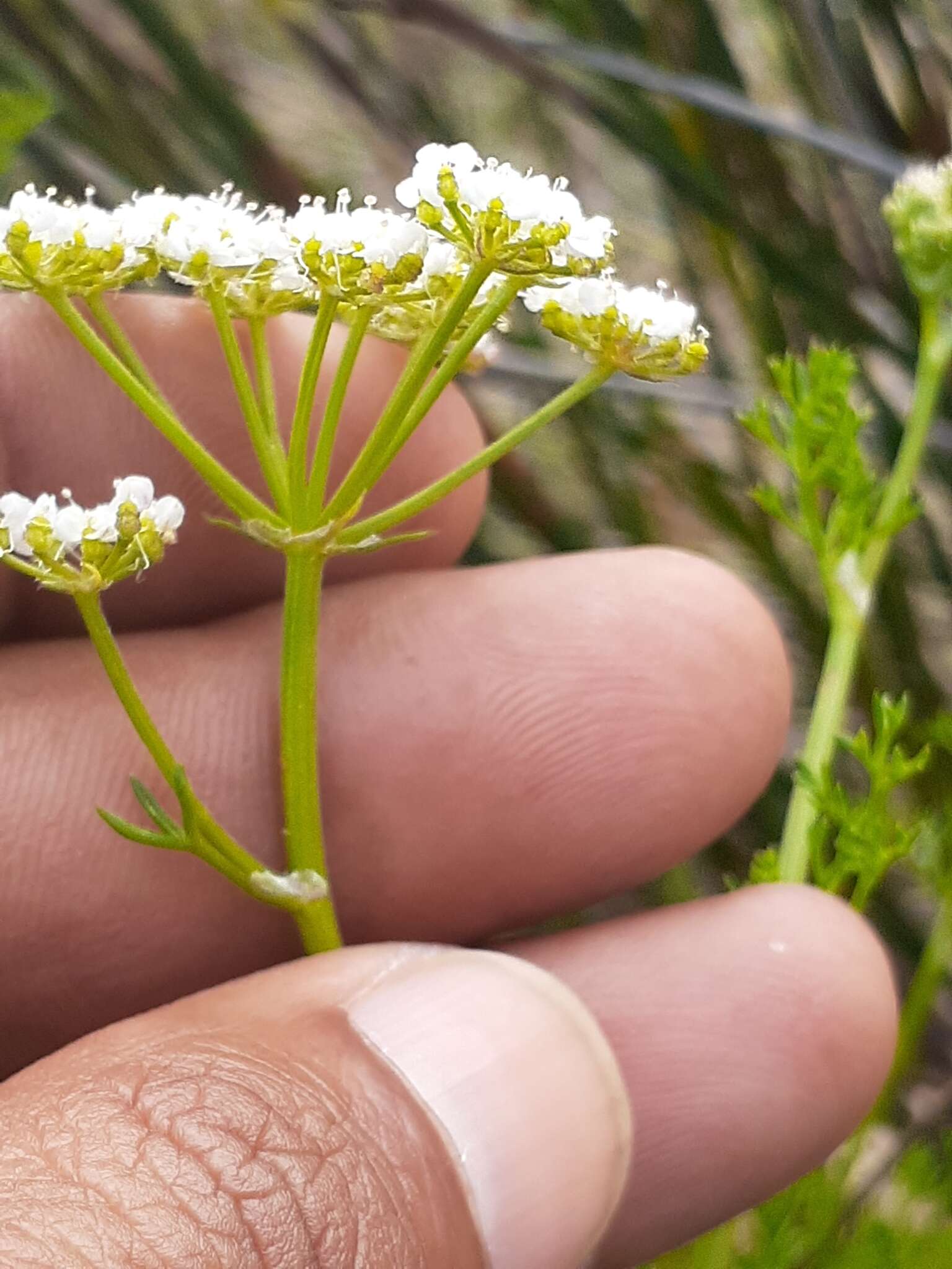 Image of Dasispermum perennans