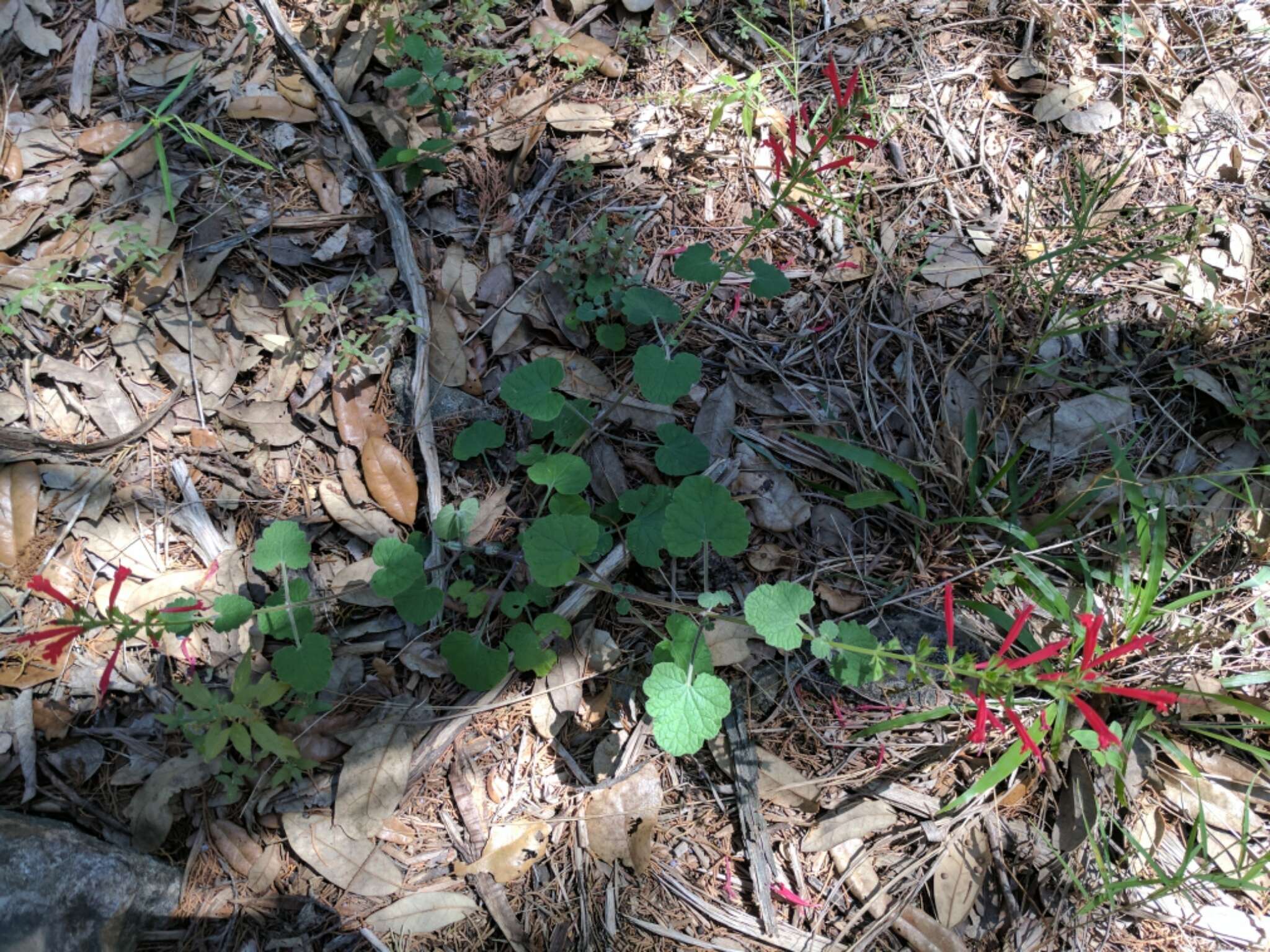 Imagem de Salvia roemeriana Scheele