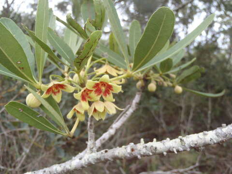 Image of Cape star-chestnut