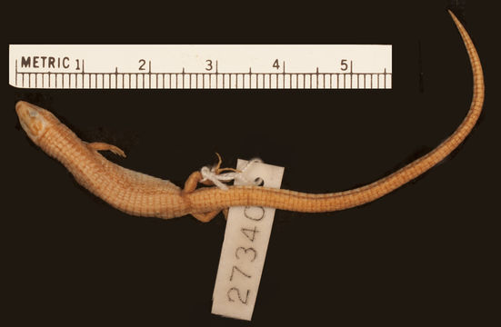 Image of <i>Ptychoglossus nicefori</i> (Loveridge 1929)