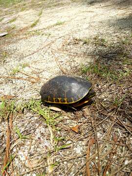 Imagem de Deirochelys reticularia chrysea Schwartz 1956